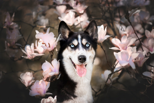 Обои картинки фото животные, собаки, цветение, ветки, магнолия, морда, хаски, собака, взгляд, цветки, язык