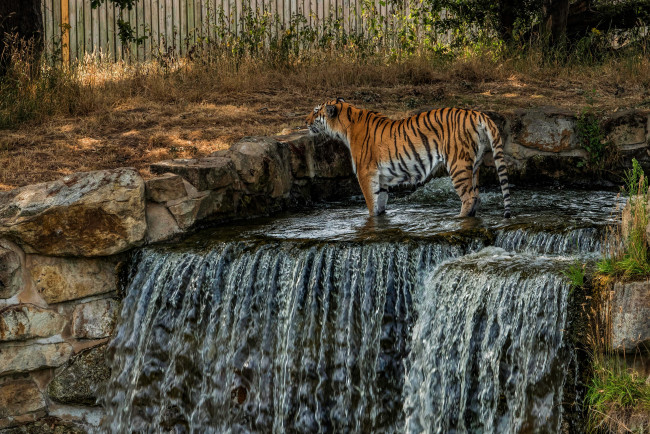 Обои картинки фото животные, тигры, природа, зоопарк, дикая, кошка, водопад, камни, тигр