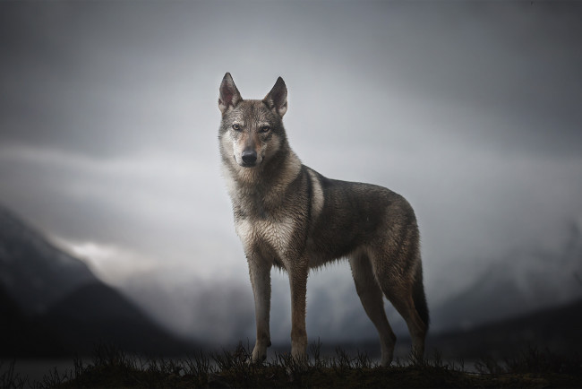 Обои картинки фото животные, волки,  койоты,  шакалы, горы, morrow, the, untamed, spirit, собака