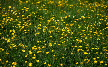 Картинка природа луга лето луг трава лютики