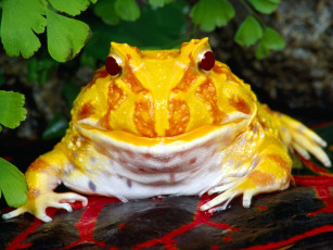 Картинка argentine horn frog животные лягушки