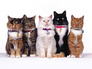 Картинка fancy felines животные коты