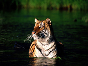 обоя taking, dip, bengal, tiger, животные, тигры