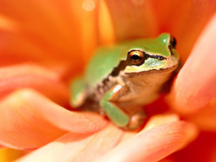 Картинка tree frog amazon rain forest животные лягушки