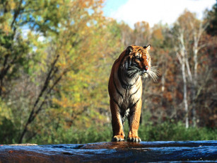 Картинка turning point животные тигры