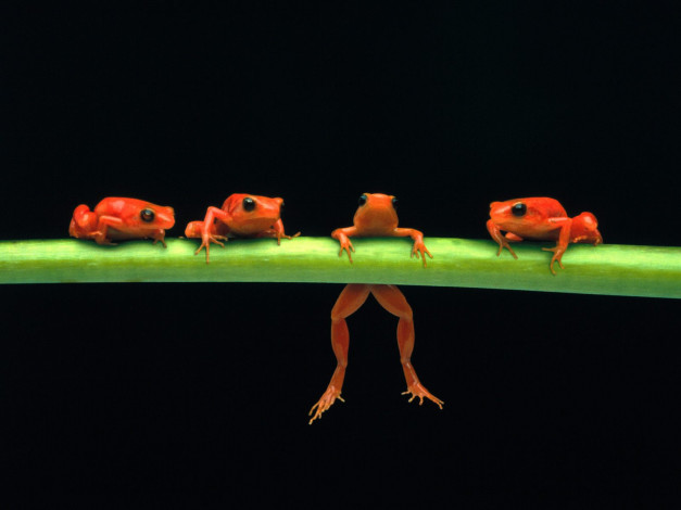 Обои картинки фото hang, in, there, red, tree, frogs, животные, лягушки