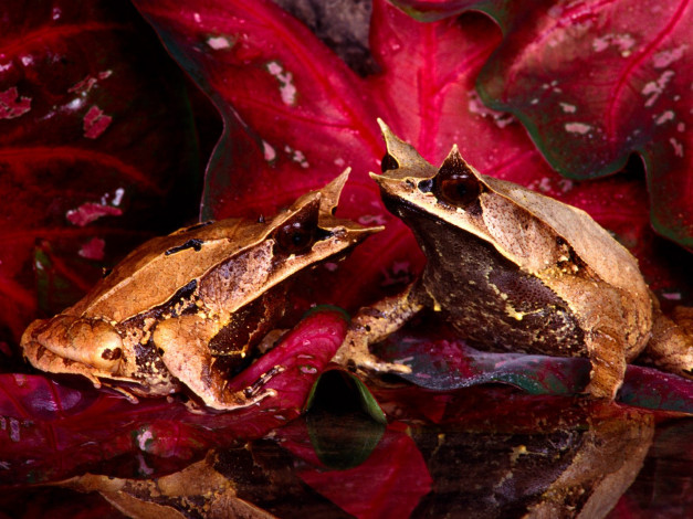 Обои картинки фото malaysian, leaf, frog, животные, лягушки