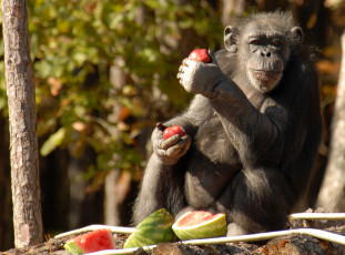 Картинка животные обезьяны шимпанзе обед