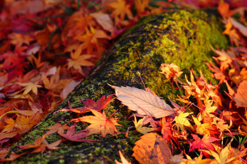 обоя природа, листья, осень