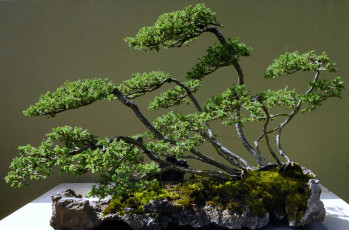 Картинка бонсай природа деревья карликовые