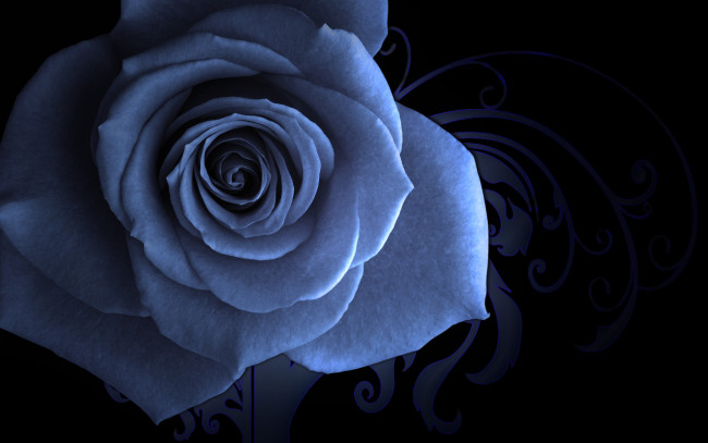 Обои картинки фото цветы, розы, голубая, узорный, фон, заставка