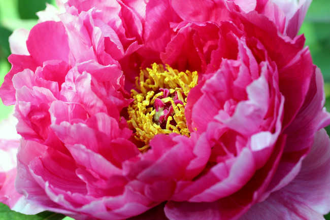 Обои картинки фото цветы, пионы, розовый, яркий, большой