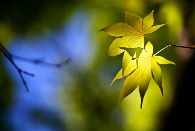 Обои картинки фото природа, листья, ветка