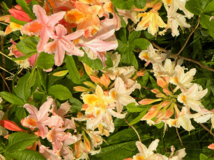 Картинка цветы рододендроны азалии лилии