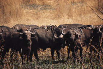 Картинка животные коровы буйволы антиолопы
