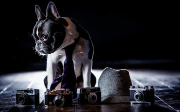 Картинка животные собаки бульдог фотоаппараты шляпа