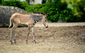 Картинка животные зебры зебра природа макро полоски