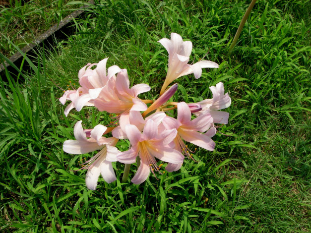Обои картинки фото цветы, амариллисы, гиппеаструмы, лилии