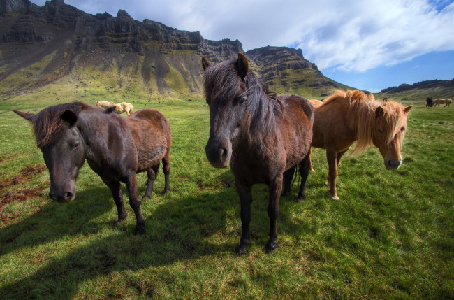 Обои картинки фото животные, лошади, icelandic, horses, исландия, горы