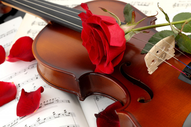 Обои картинки фото музыка, музыкальные, инструменты, скрипка, роза, лепестки, ноты