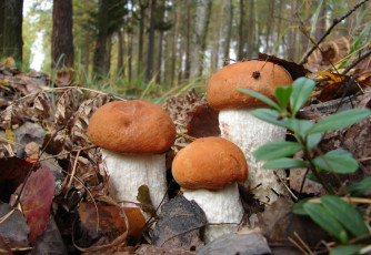 Картинка природа грибы боровики трио