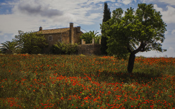 Картинка montuiri majorca spain природа луга мальорка монтуири дом дерево маки цветы испания
