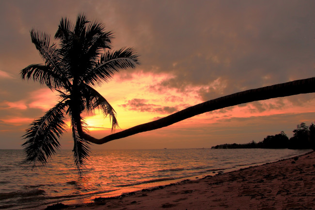 Обои картинки фото ko, phangan, tailand, природа, восходы, закаты, побережье, пляж, тайланд, gulf, of, thailand, пханган, пальма, закат, сиамский, залив