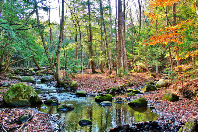 Обои картинки фото природа, лес, листва, краски, тава, ручей, осень