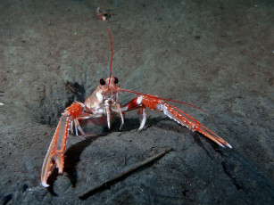 Картинка животные крабы +раки морской рак красный
