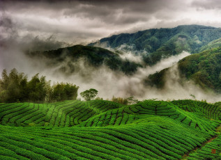 Картинка природа поля холмы облака туман чайные плантации горы