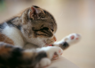 Картинка животные коты умывание полосатый кот