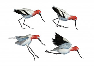 Картинка 3д+графика животные+ animals wading bird