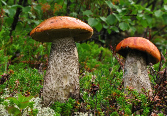 Картинка природа грибы подосиновики