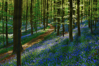 Картинка природа дороги цветы дорожка тропинка деревья лес