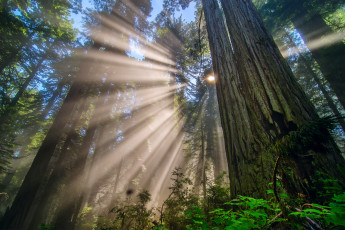 Картинка природа лес ветки деревья сша калифорния лучи солнце свет национальный парк редвуд