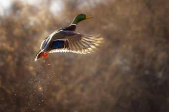 Картинка животные утки утка полёт брызги