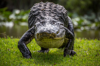 Картинка животные крокодилы природа трава рептилия крокодил