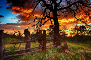 Картинка природа восходы закаты силуэт дерево закат облака