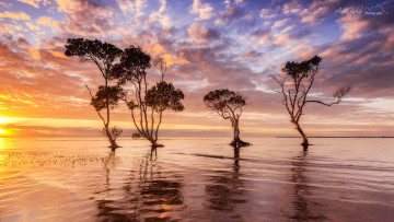 Картинка природа реки озера австралия утро небо деревья вода