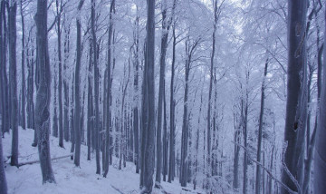 Картинка природа зима иней снег деревья