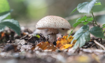Картинка природа грибы грибок осень листья