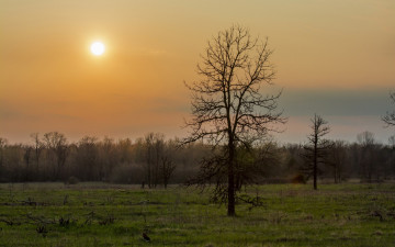 Картинка природа восходы закаты деревья лес весна зелень трава дерево ранняя утро