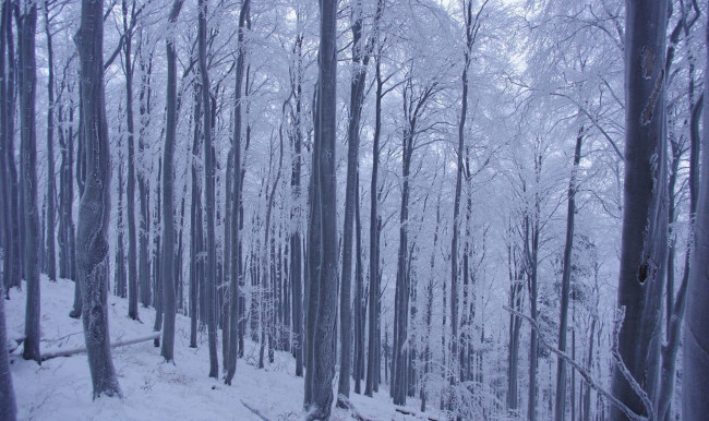 Обои картинки фото природа, зима, иней, снег, деревья