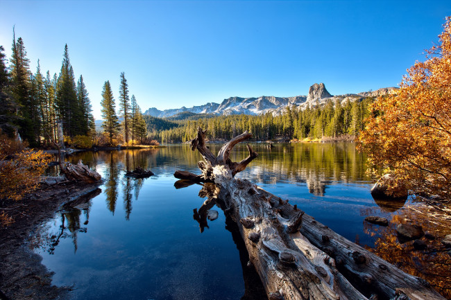 Обои картинки фото природа, реки, озера, горы, лес, октябрь, осень, небо, коряга, калифорния, сша, деревья, дерево, озеро, мери