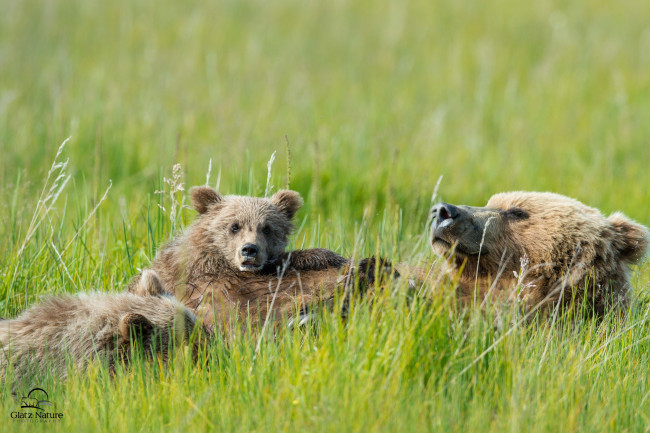 Обои картинки фото животные, медведи, отдых