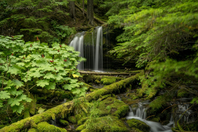 Обои картинки фото природа, водопады, пейзаж, деревья, зелень, водопад, лес