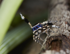 Картинка животные пауки лапки паук джампер танец