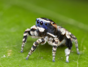 Картинка животные пауки джампер паук лапки