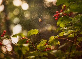 Картинка животные пауки калина ягода август лето паутина паук