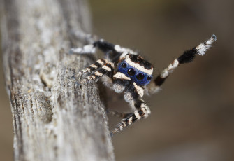 Картинка животные пауки джампер танец лапка паук